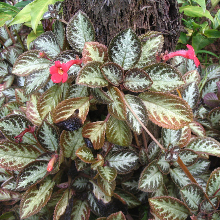 Flame violet (episcia cupreata) | Tooth Mountain Nursery