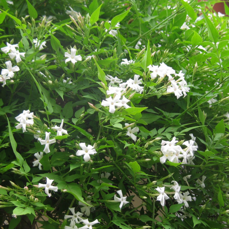 Mogra (jasminum Sambac ) 