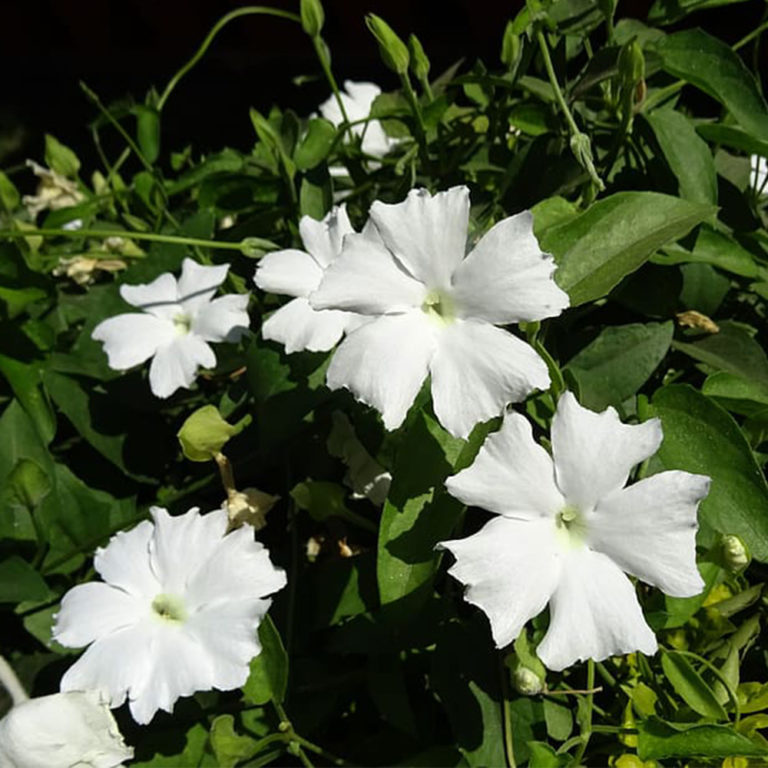 Sweet Clock Vine (Thunbergia fragrans) | Tooth Mountain Nursery