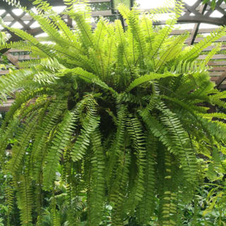 Boston Fern (Nephrolepis Exaltata) | Tooth Mountain Nursery