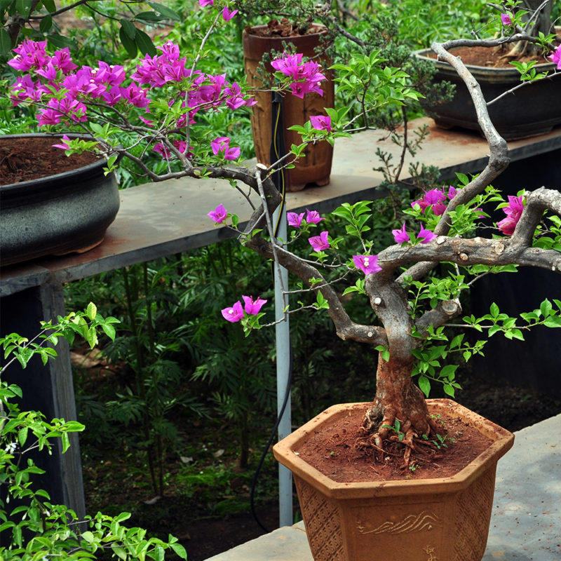 Bougainvillea Bonsai Tooth Mountain Nursery