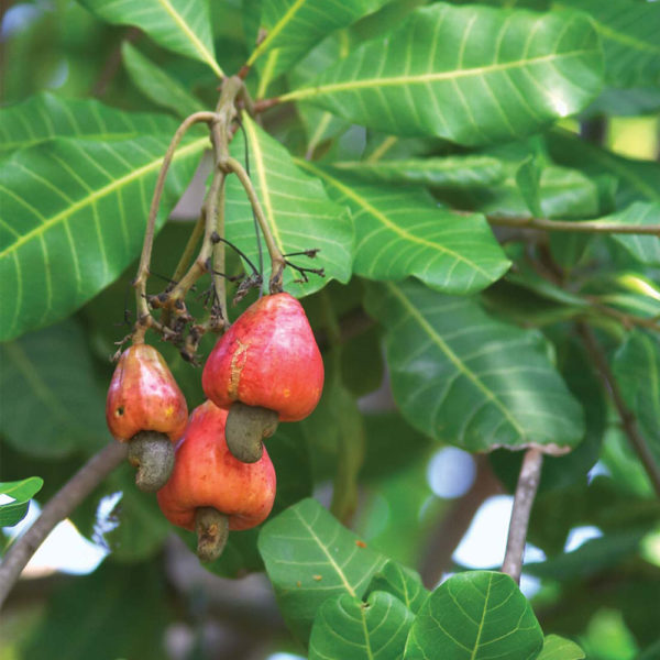 Cashew (Anacardium occidentale) | Tooth Mountain Nursery