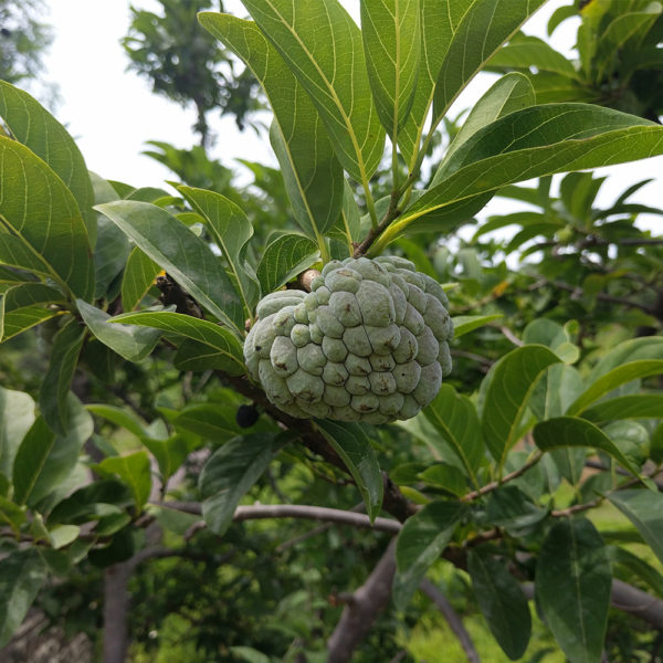 Custard Apple (Annona squamosa) | Tooth Mountain Nursery