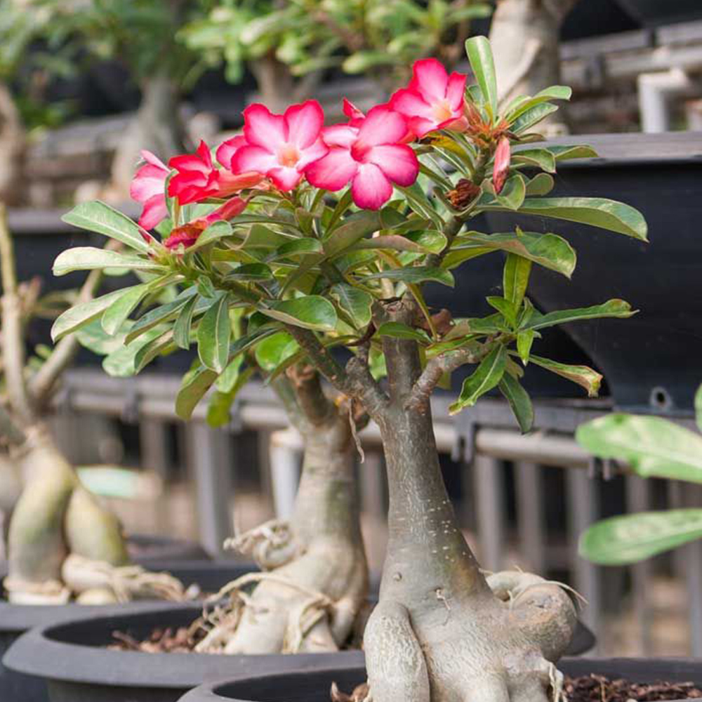 How to grow and care for Adenium at home