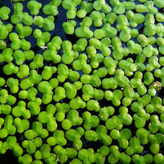 Duckweed (Lemna minor) | Tooth Mountain Nursery