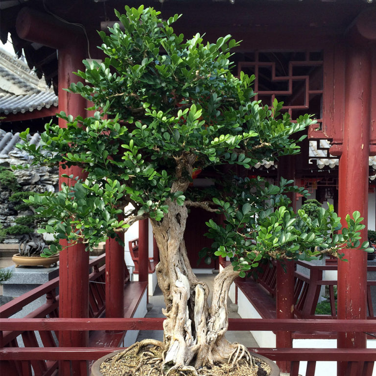 Kamini (Murraya paniculata)- Bonsai | Tooth Mountain Nursery