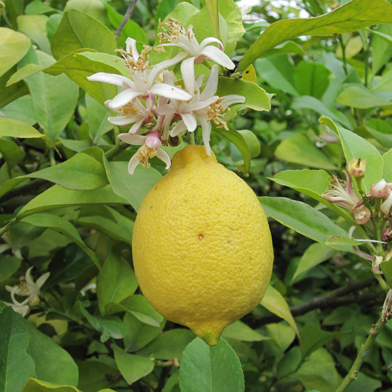 Lemon Citrus × Limon Tooth Mountain Nursery