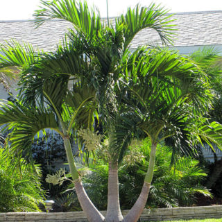 Pansare Nursery Roystonea Royal Palm Tree, For Garden, 50 Feet at
