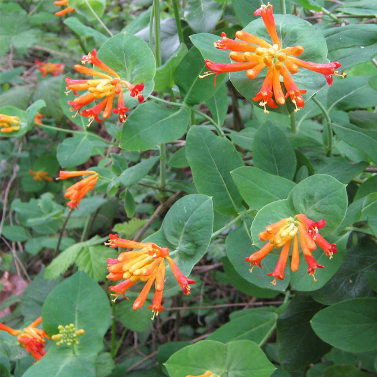 Orange Honeysuckle (Lonicera ciliosa) | Tooth Mountain Nursery