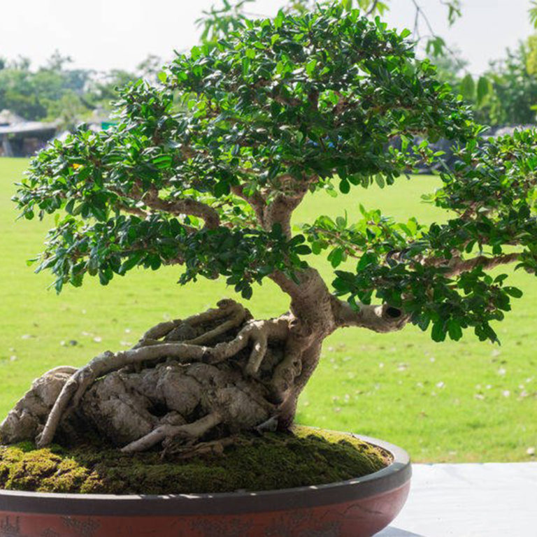 Sacred fig (Ficus religiosa) Tooth Mountain Nursery