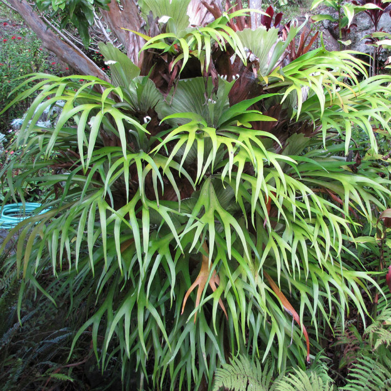 Staghorn (Platycerium bifurcatum) | Tooth Mountain Nursery