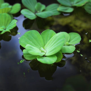 Flor de loto - Nelumbo nucifera – El Nou Garden